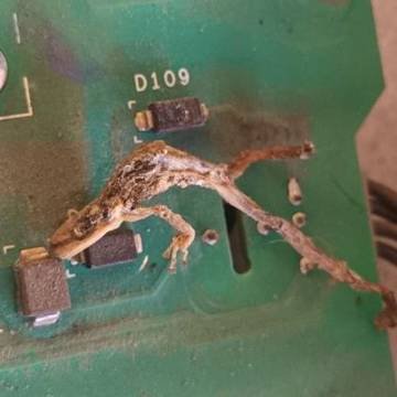 Ingreso de animales en variadores de velocidad — foto 1 de 3
